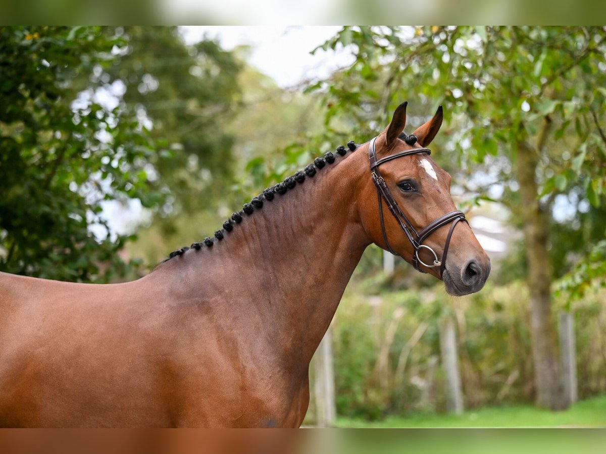 Anglo European Studbook Stute 5 Jahre 165 cm Brauner in GROTE-BROGEL