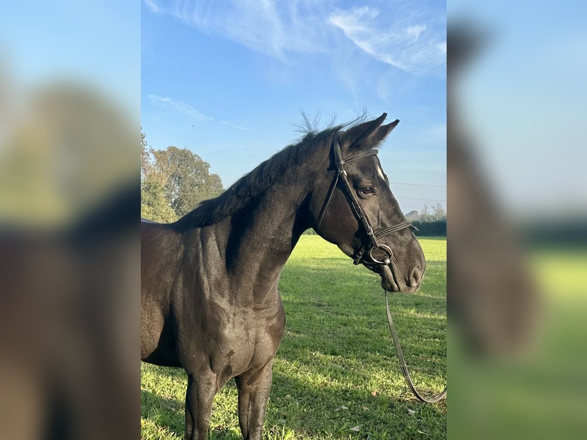 Anglo European Studbook Stute 5 Jahre 165 cm Rappe in Bocholt