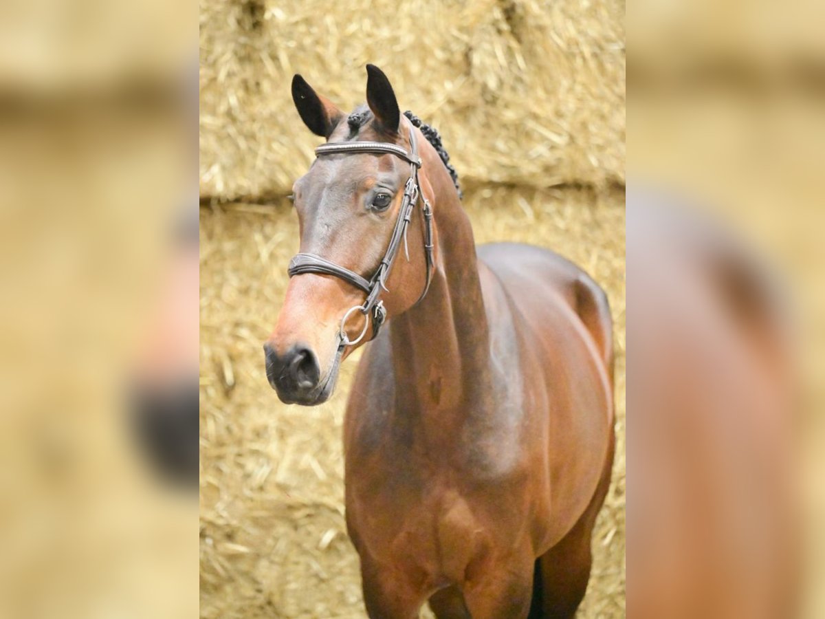 Anglo European Studbook Stute 5 Jahre 165 cm Schwarzbrauner in Bad D&#xFC;rrheim