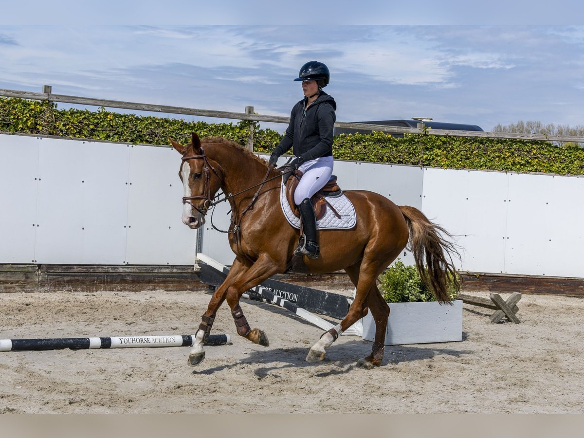 Anglo European Studbook Stute 5 Jahre 166 cm Fuchs in Waddinxveen