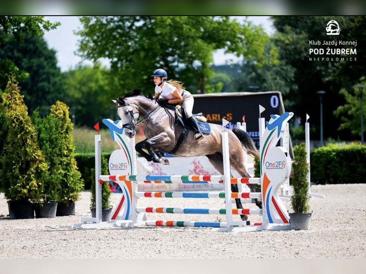 Anglo European Studbook Stute 5 Jahre 169 cm Schimmel in Mszana G&#xF3;rna