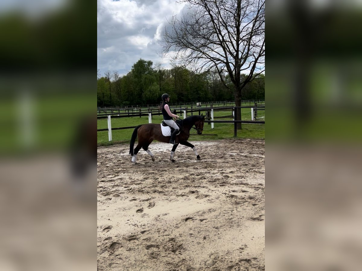 Anglo European Studbook Stute 6 Jahre 158 cm Brauner in Hamm