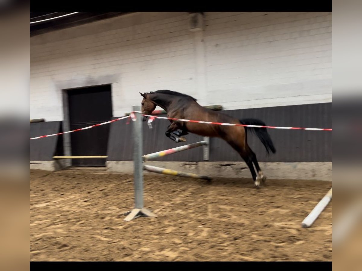 Anglo European Studbook Stute 6 Jahre 158 cm Brauner in Hamm