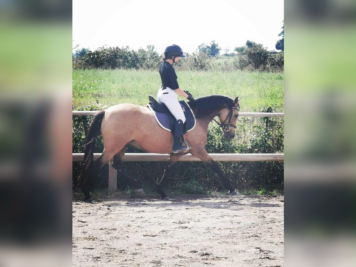 Anglo European Studbook Stute 7 Jahre 148 cm Falbe in Forcalquier