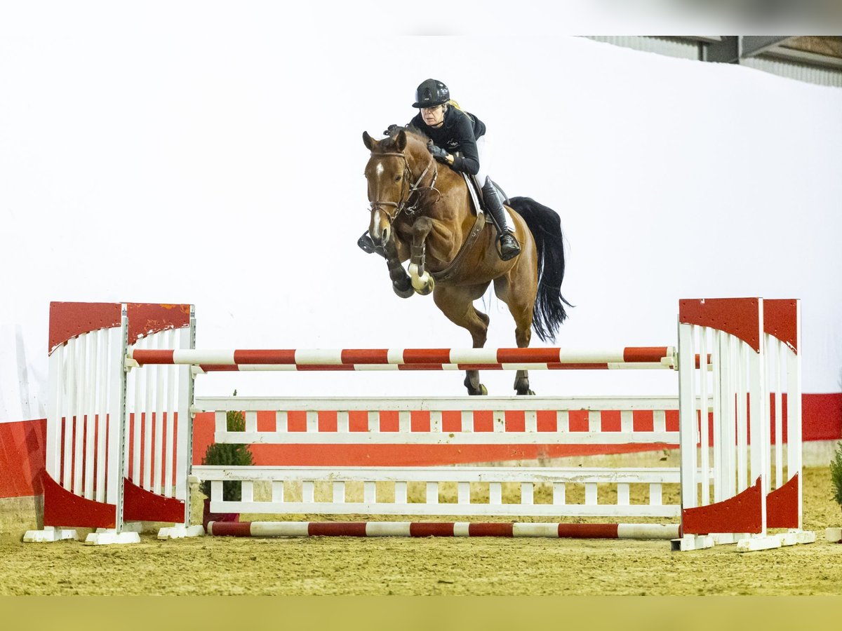 Anglo European Studbook Stute 7 Jahre 169 cm Brauner in Waddinxveen