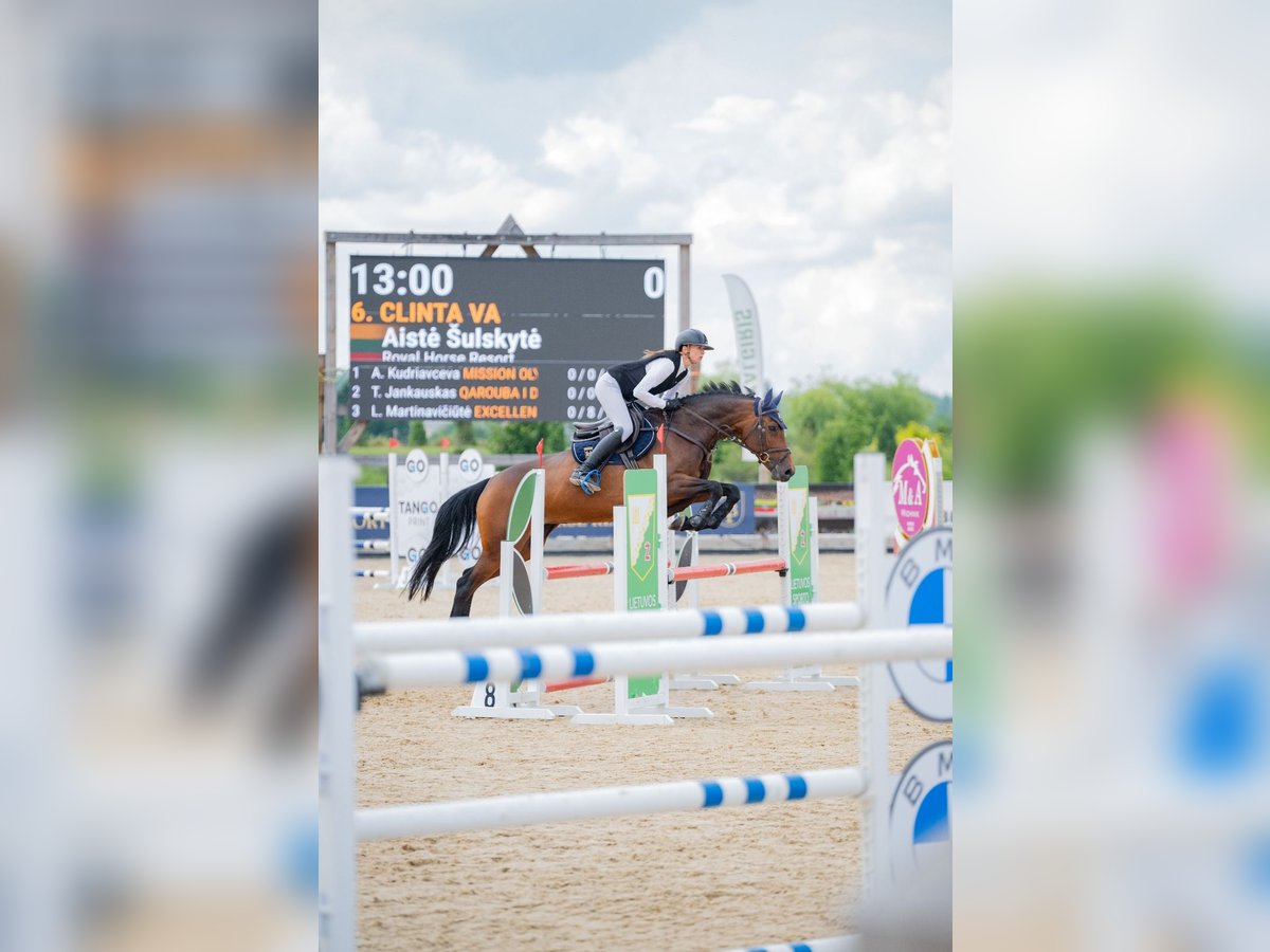 Anglo European Studbook Stute 8 Jahre 165 cm Brauner in Balkasodis