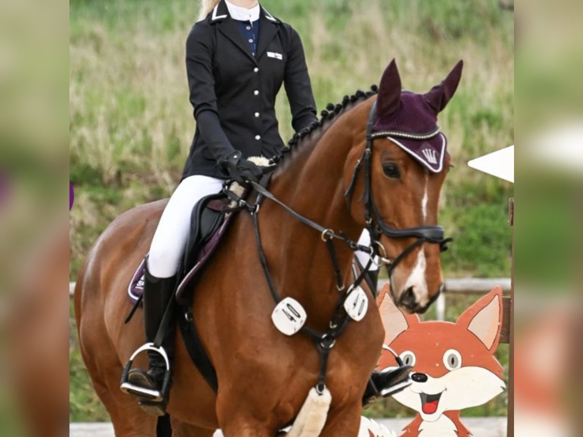 Anglo European Studbook Stute 8 Jahre 172 cm Brauner in FreystadtFreystadt