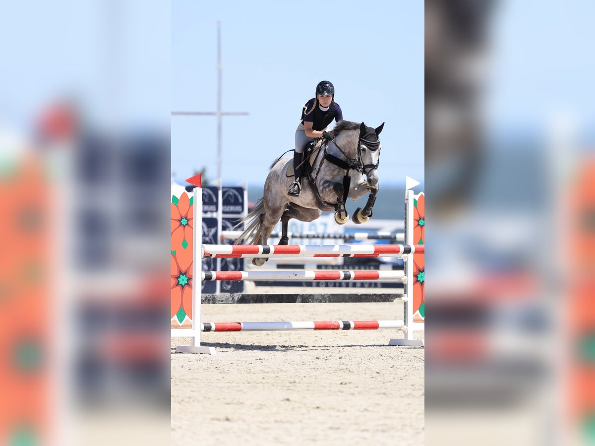 Anglo European Studbook Stute 8 Jahre 172 cm Rotschimmel in Humpolec