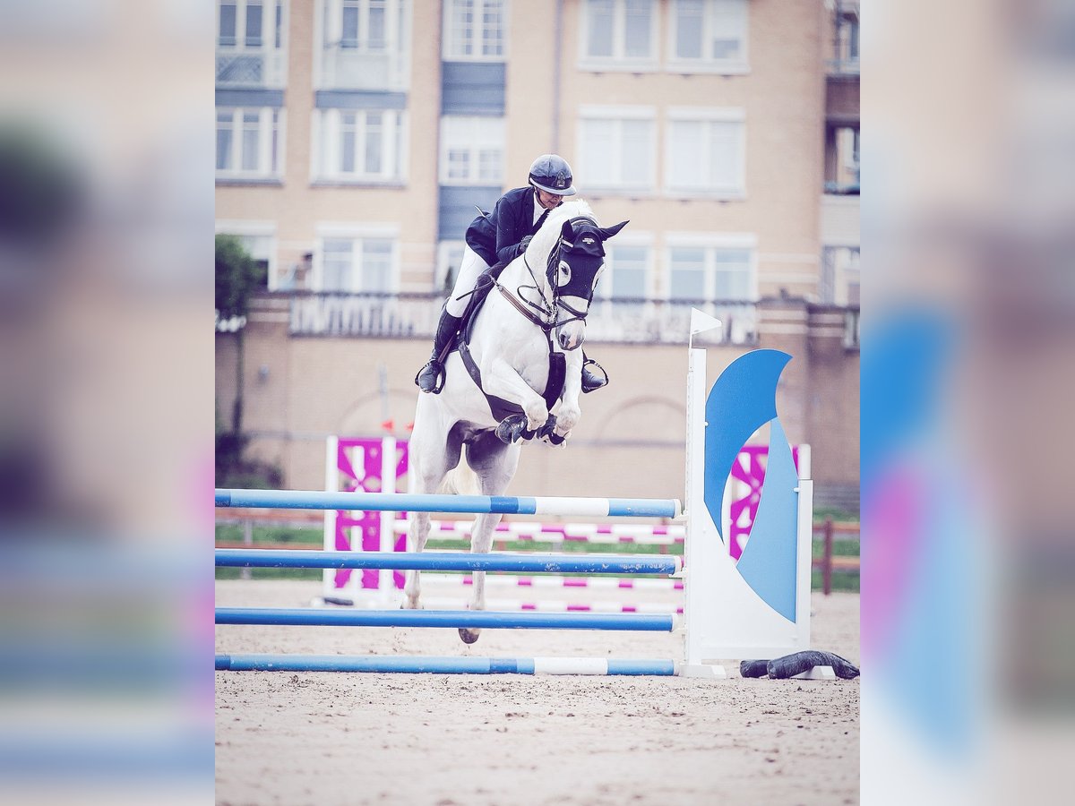 Anglo European Studbook Wałach 10 lat 169 cm Biała in Limhamn