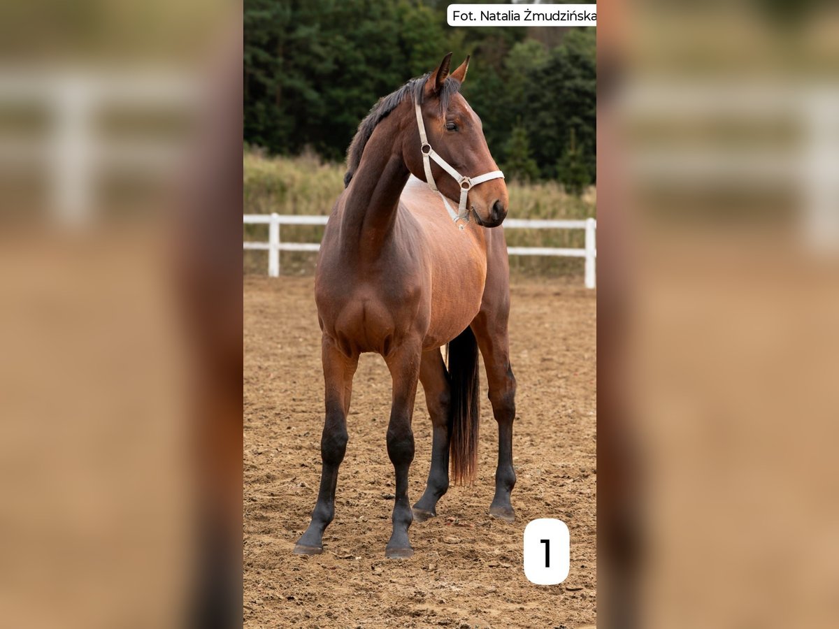 Anglo European Studbook Wałach 2 lat 167 cm Kasztanowata in Warzenko