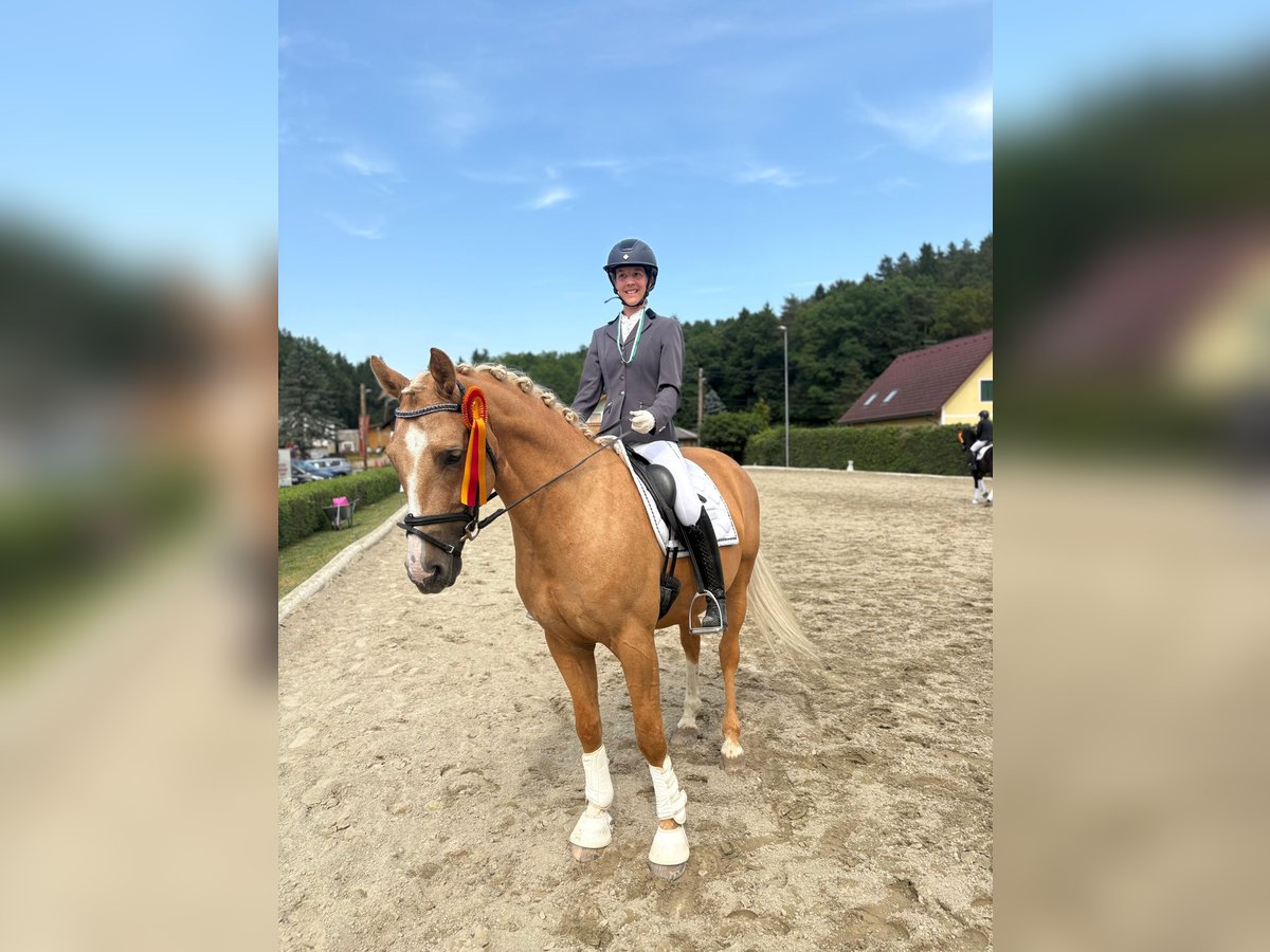 Anglo European Studbook Wałach 7 lat 165 cm Izabelowata in Gralla
