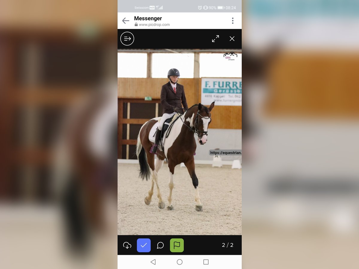 Anglo European Studbook Wałach 7 lat 167 cm Srokata in Oberdiessbach