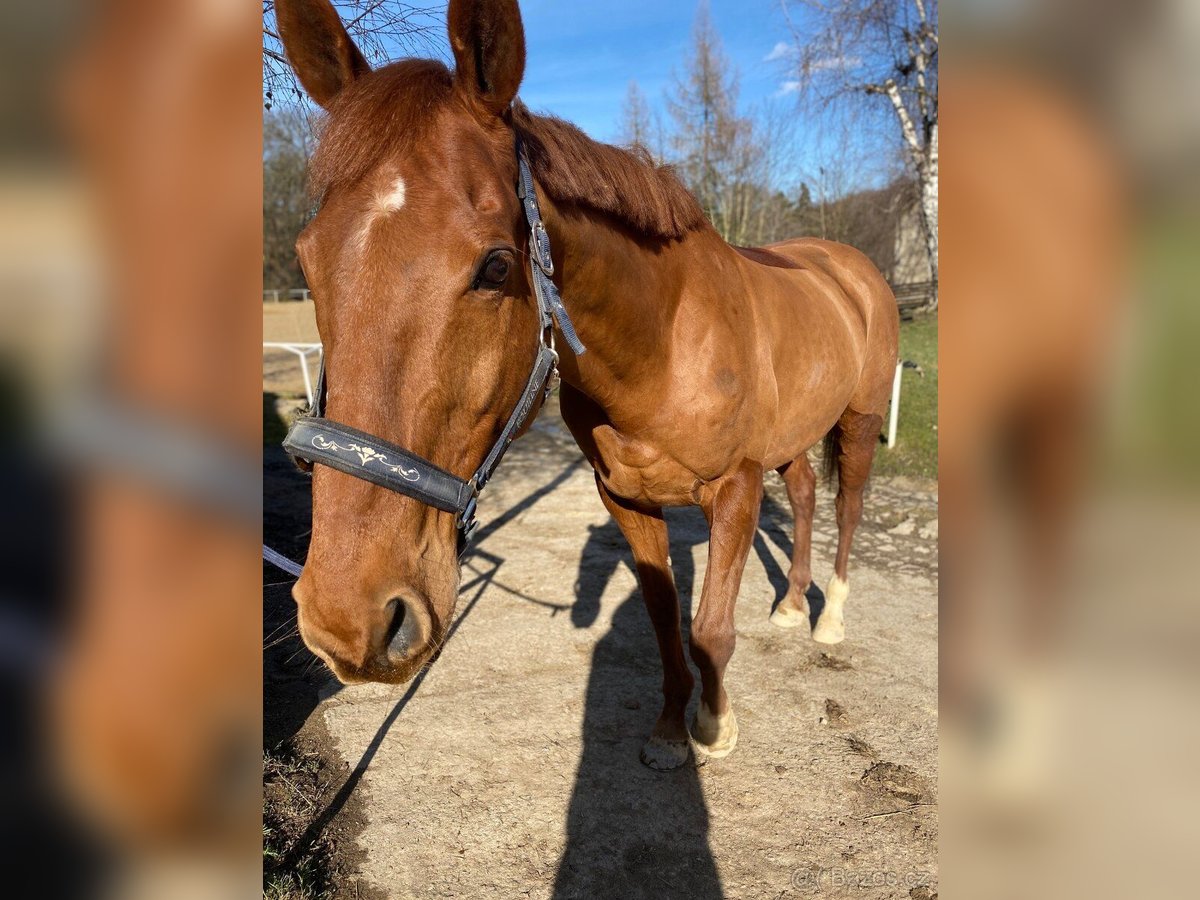 Anglo European Studbook Wallach 15 Jahre 168 cm Dunkelfuchs in Svojetice