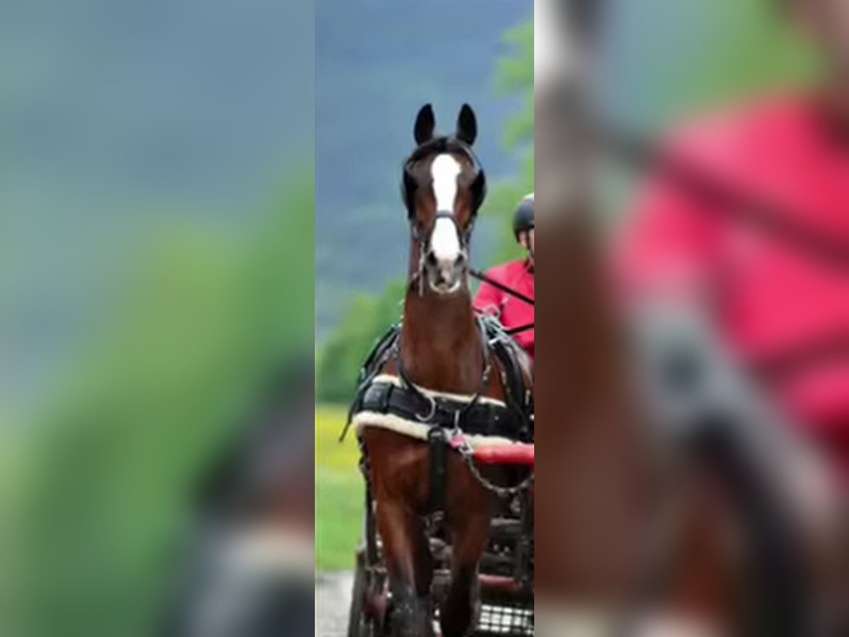 Anglo European Studbook Wallach 17 Jahre 164 cm Brauner in Alberndorf Anglo European Studbook Wallach 17 Jahre 164 cm Brauner in Alberndorf