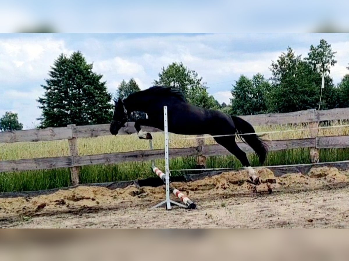 Anglo European Studbook Wallach 2 Jahre 145 cm Rappe in &#x141;&#x119;&#x17C;ce