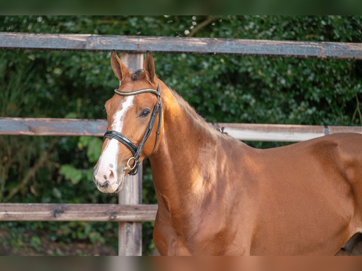 Anglo European Studbook Wallach 3 Jahre 166 cm Brauner in GROTE-BROGEL