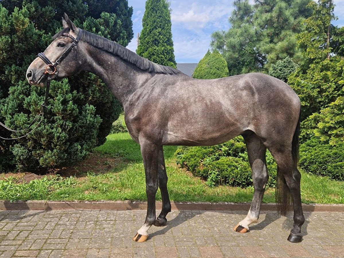 Anglo European Studbook Wallach 3 Jahre 166 cm Schimmel in Łobez