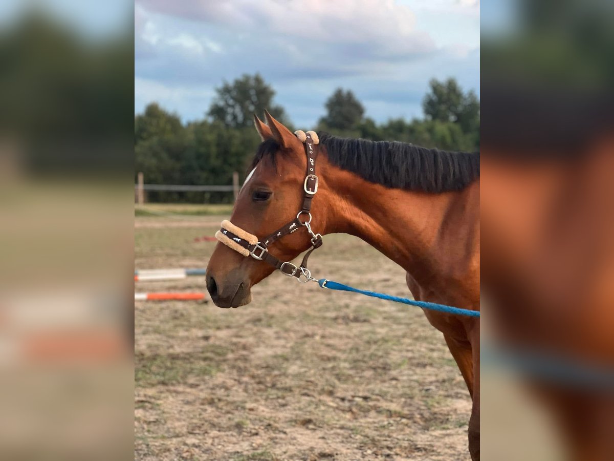 Anglo European Studbook Wallach 3 Jahre 167 cm Rotbrauner in Winnica