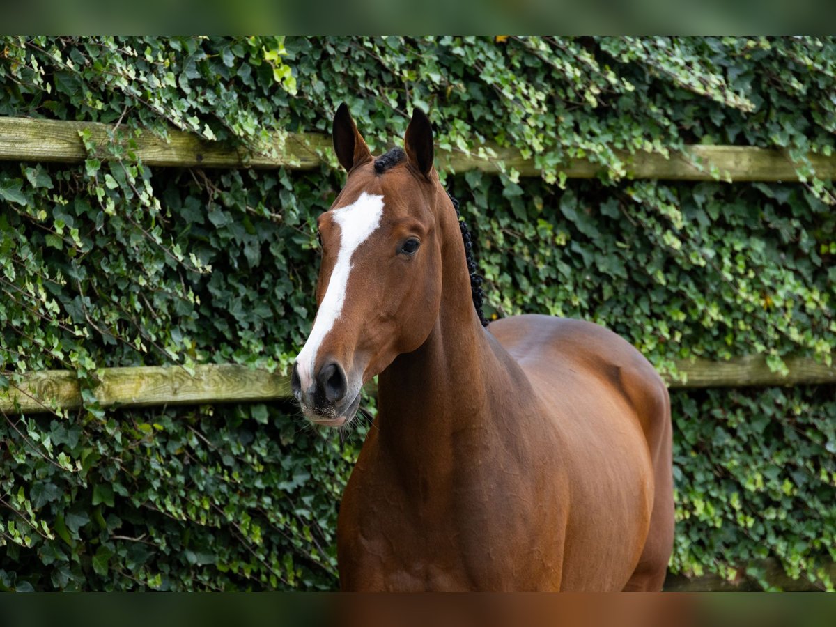 Anglo European Studbook Wallach 4 Jahre 160 cm Brauner in Waddinxveen