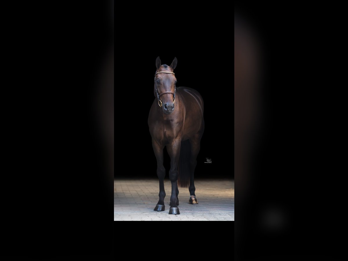 Anglo European Studbook Wallach 4 Jahre 163 cm Dunkelbrauner in Etten-Leur