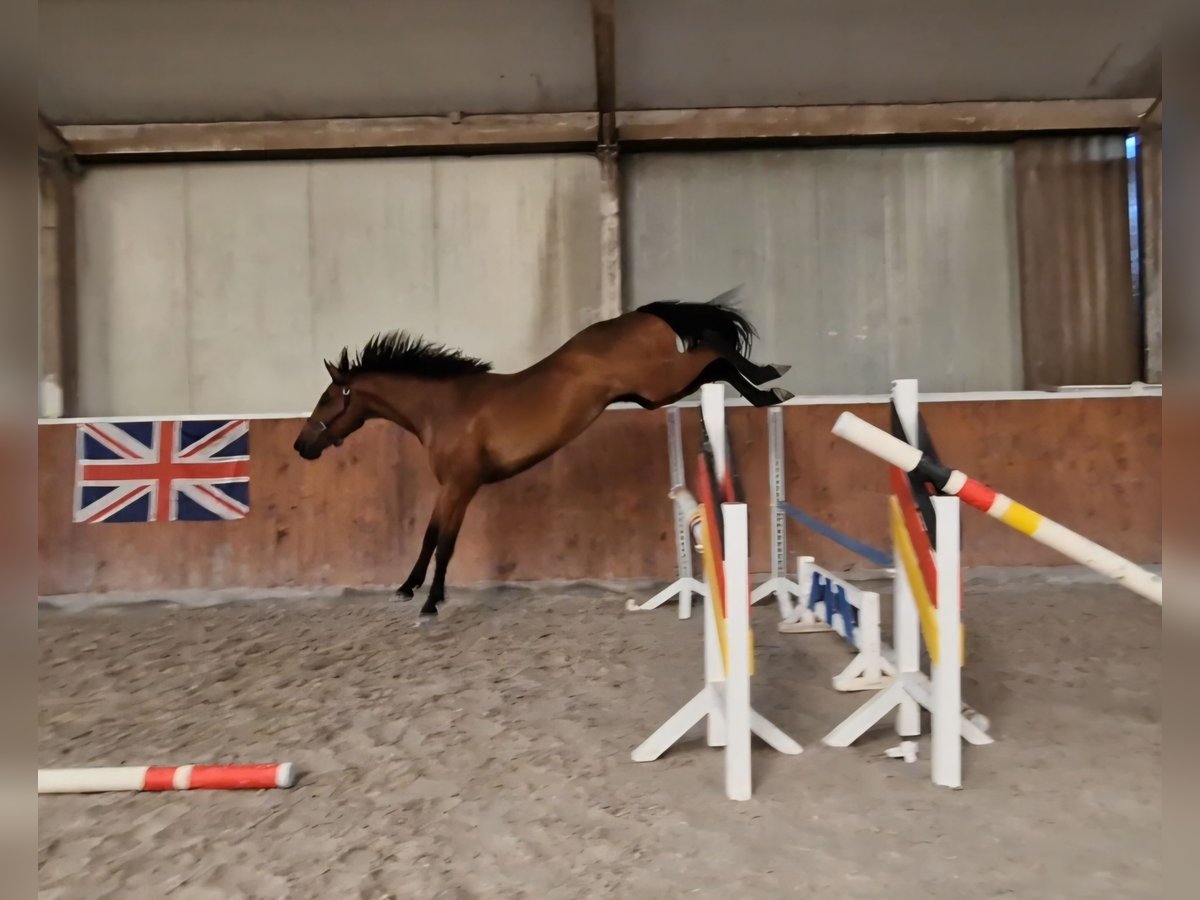 Anglo European Studbook Wallach 4 Jahre 165 cm Brauner in Ysselsteyn