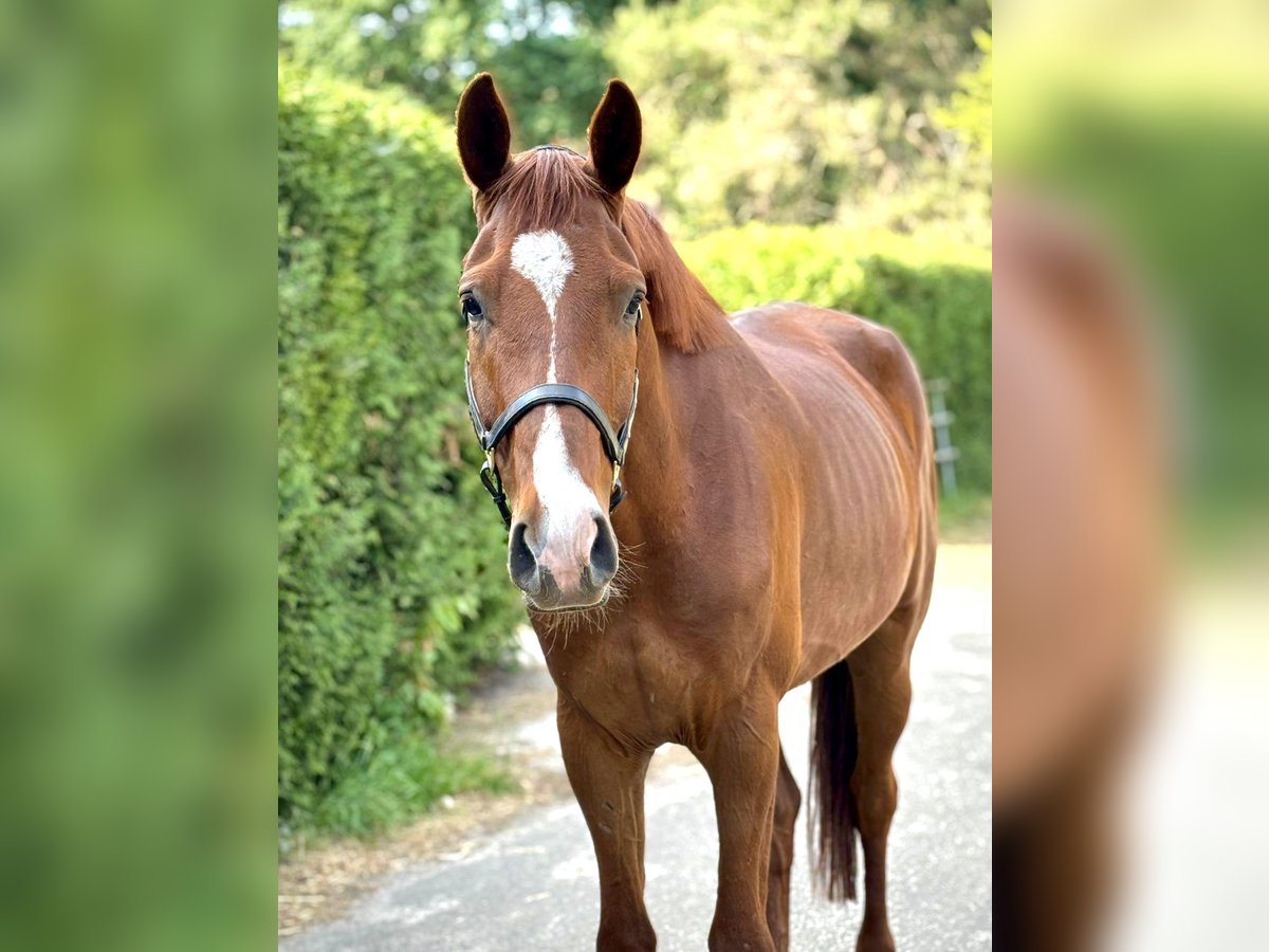 Anglo European Studbook Wallach 4 Jahre 168 cm Fuchs in Roggel