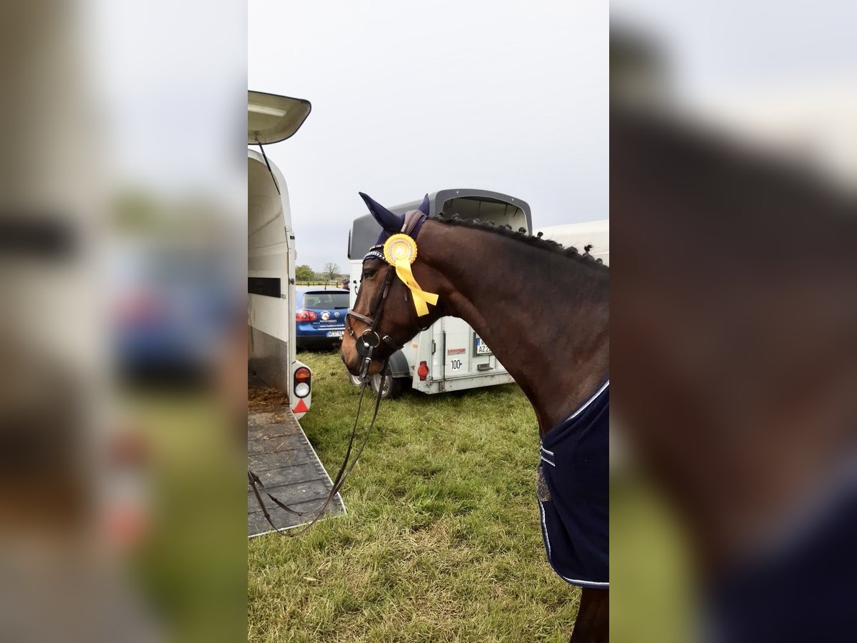 Anglo European Studbook Wallach 4 Jahre 173 cm Dunkelbrauner in Geldern