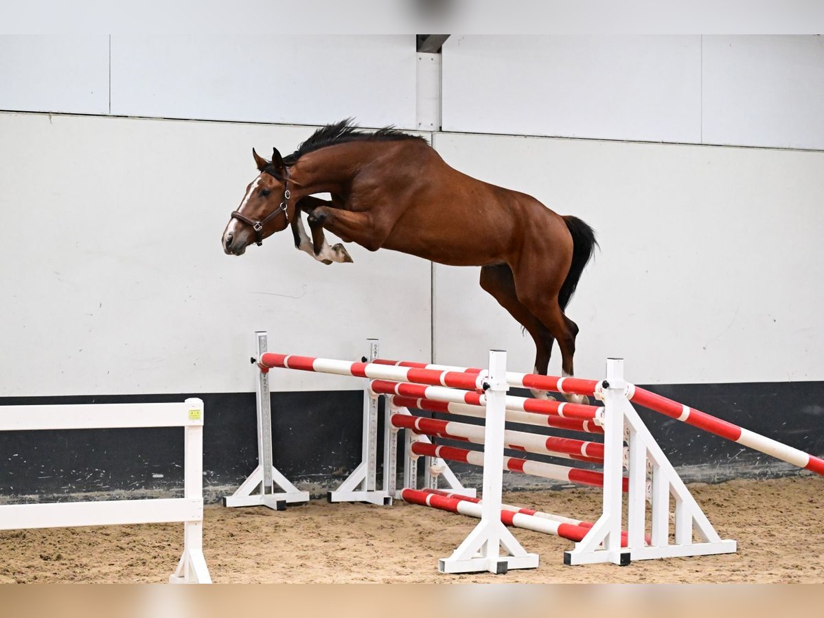 Anglo European Studbook Wallach 4 Jahre 174 cm Rotbrauner in Bladel