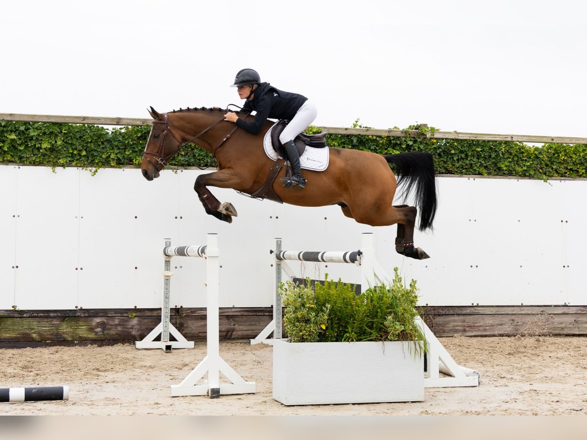 Anglo European Studbook Wallach 5 Jahre 165 cm Brauner in Waddinxveen Anglo European Studbook Wallach 5 Jahre 165 cm Brauner in Waddinxveen