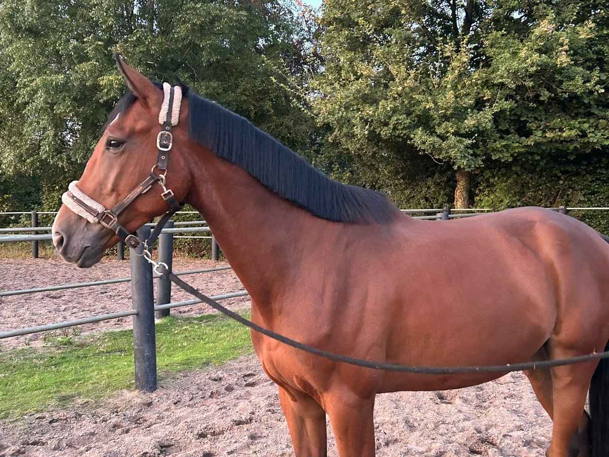 Anglo European Studbook Wallach 5 Jahre 170 cm Brauner in Kerkdriel