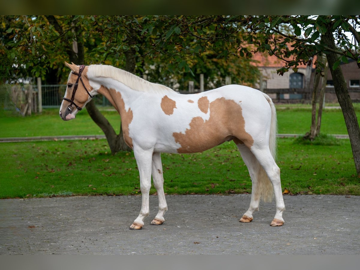 Anglo European Studbook Wallach 6 Jahre 147 cm Schecke in GROTE-BROGEL