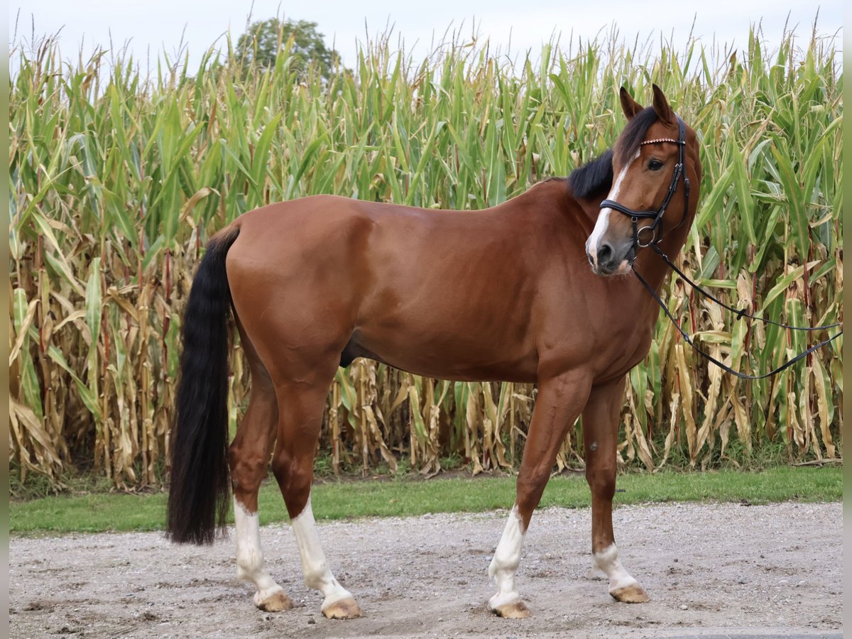 Anglo European Studbook Wallach 6 Jahre 165 cm Brauner in Helmond Anglo European Studbook Wallach 6 Jahre 165 cm Brauner in Helmond