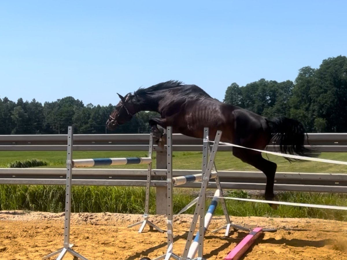 Anglo European Studbook Wallach 6 Jahre 170 cm Brauner in krawcowizna