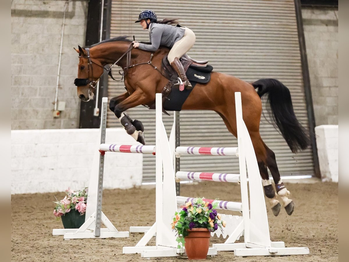 Anglo European Studbook Wallach 7 Jahre 172 cm Rotbrauner in Bedlington