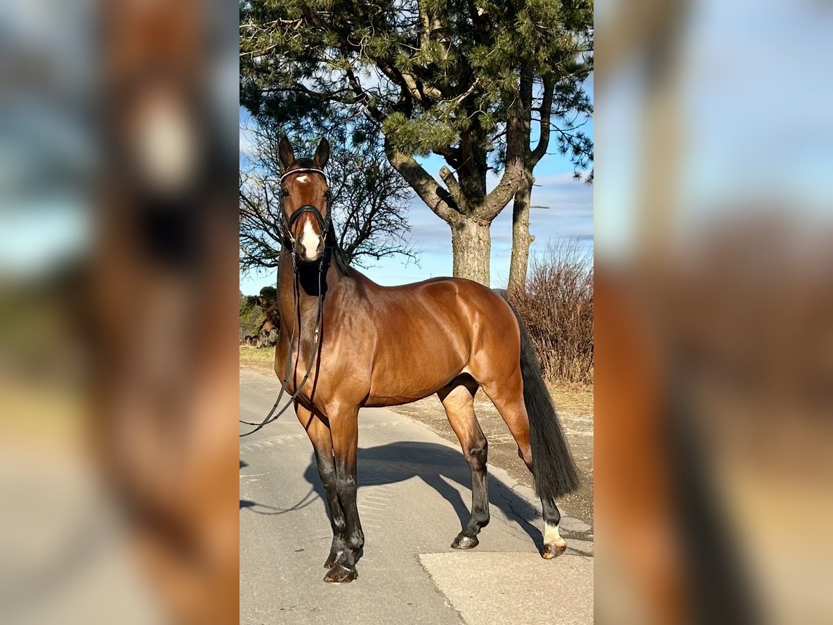 Anglo European Studbook Wallach 9 Jahre 166 cm Brauner in Pelmberg