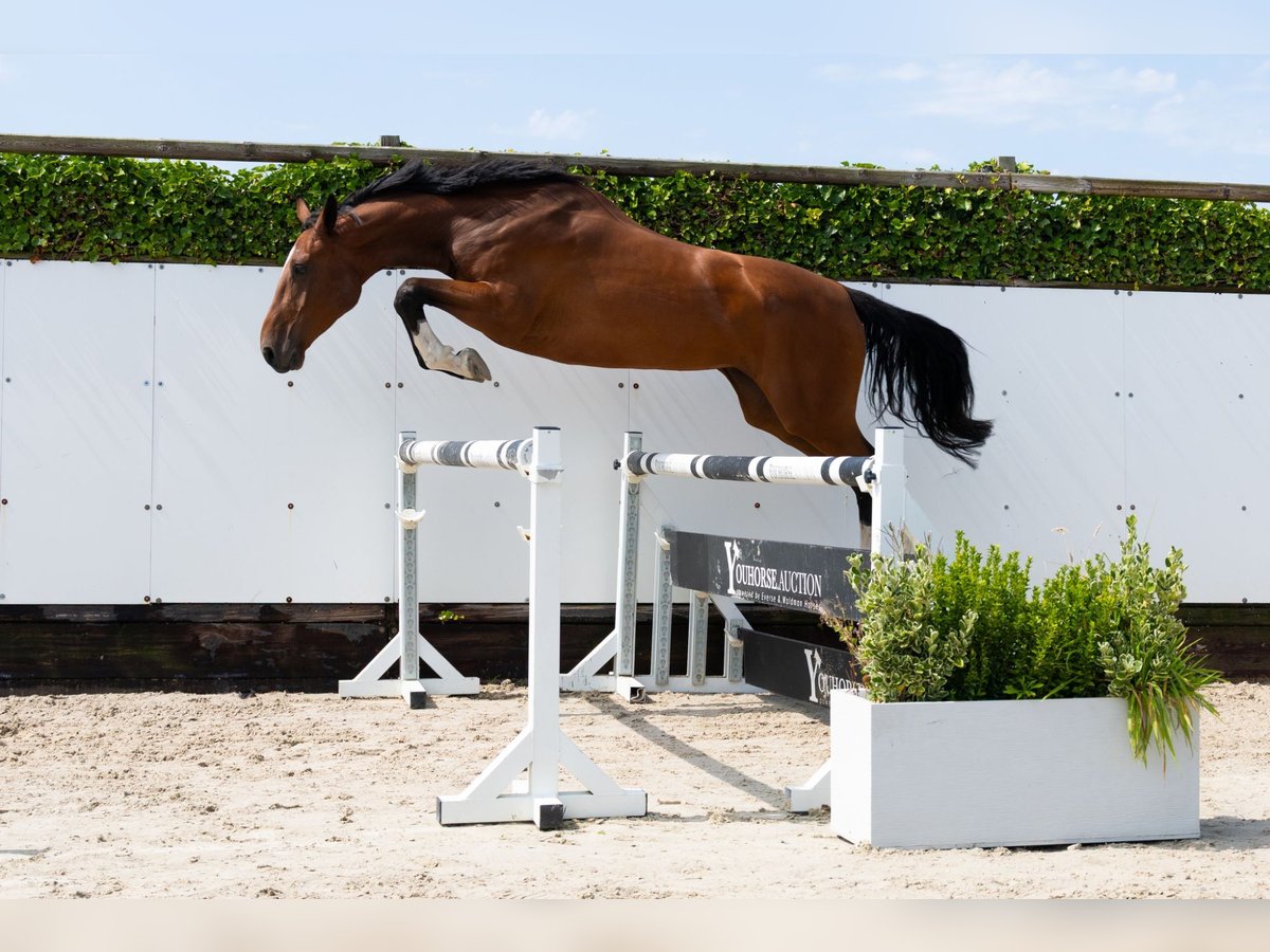 Anglo European Studbook Yegua 4 años 167 cm Castaño in Waddinxveen
