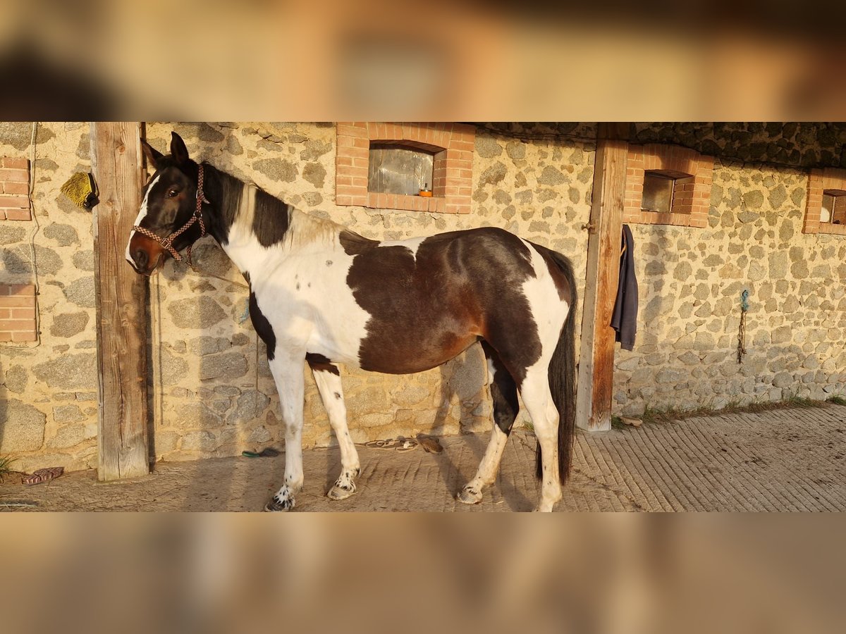 Anglo European Studbook Yegua 6 años 157 cm Pío in Saint-frejoux