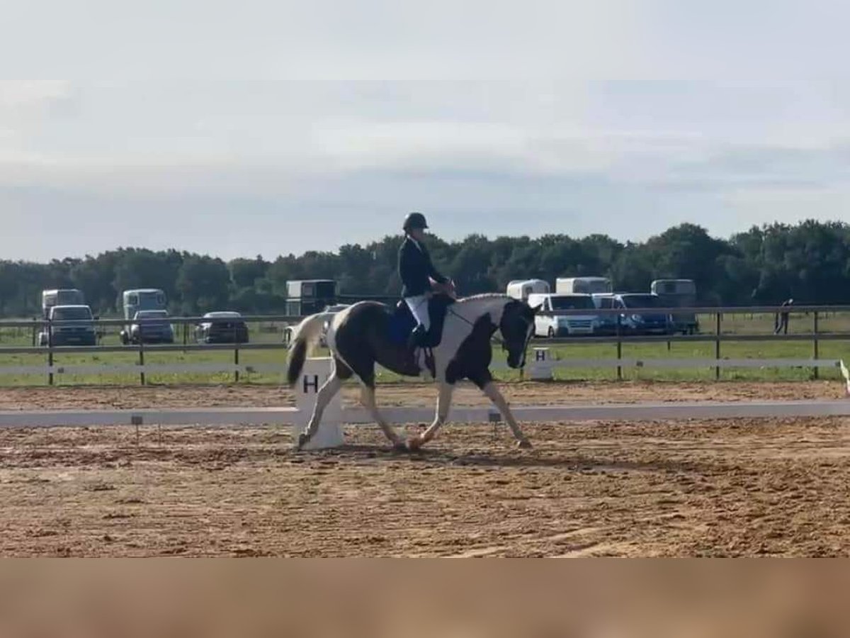 Anglo European Studbook Yegua 9 años 170 cm Pío in Zwiggelte