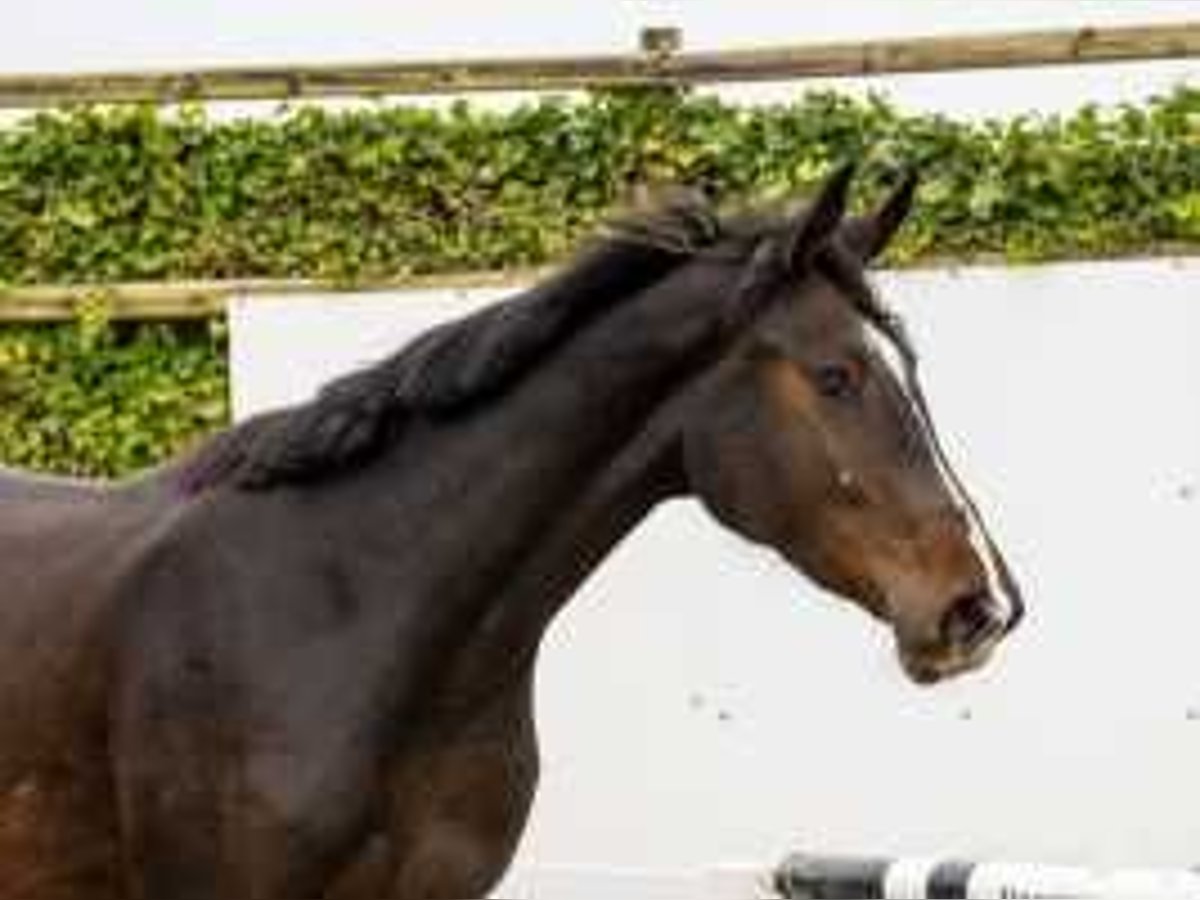 Anglo-europeisk stambok Hingst 2 år 165 cm Mörkbrun in Waddinxveen