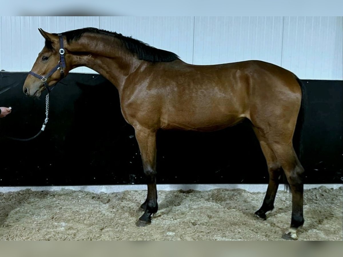 Anglo-europeisk stambok Hingst 3 år 168 cm in Békéscsaba