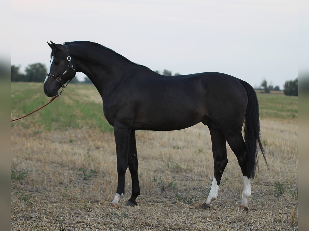 Anglo-europeisk stambok Hingst 3 år 170 cm Mörkbrun in Borstorf