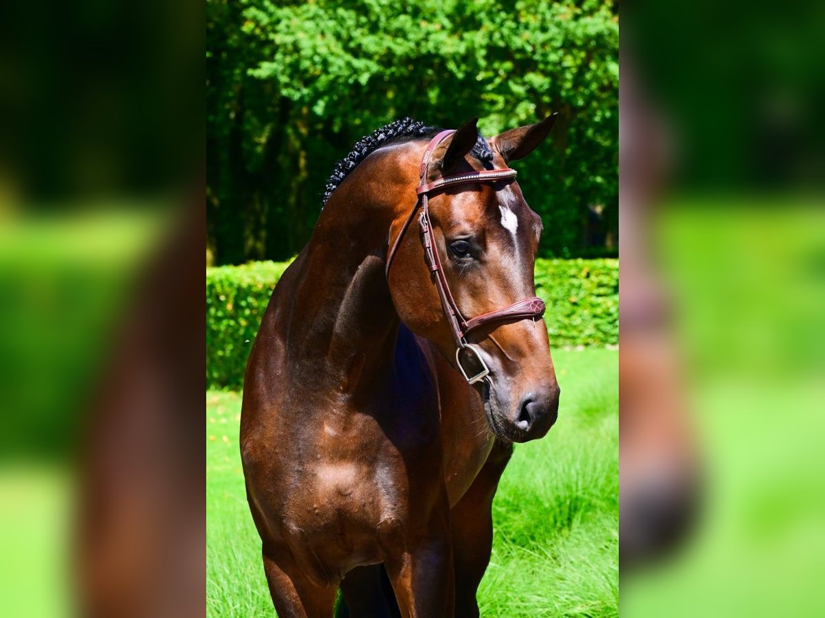 Anglo-europeisk stambok Hingst 4 år 172 cm Mörkbrun in Bladel