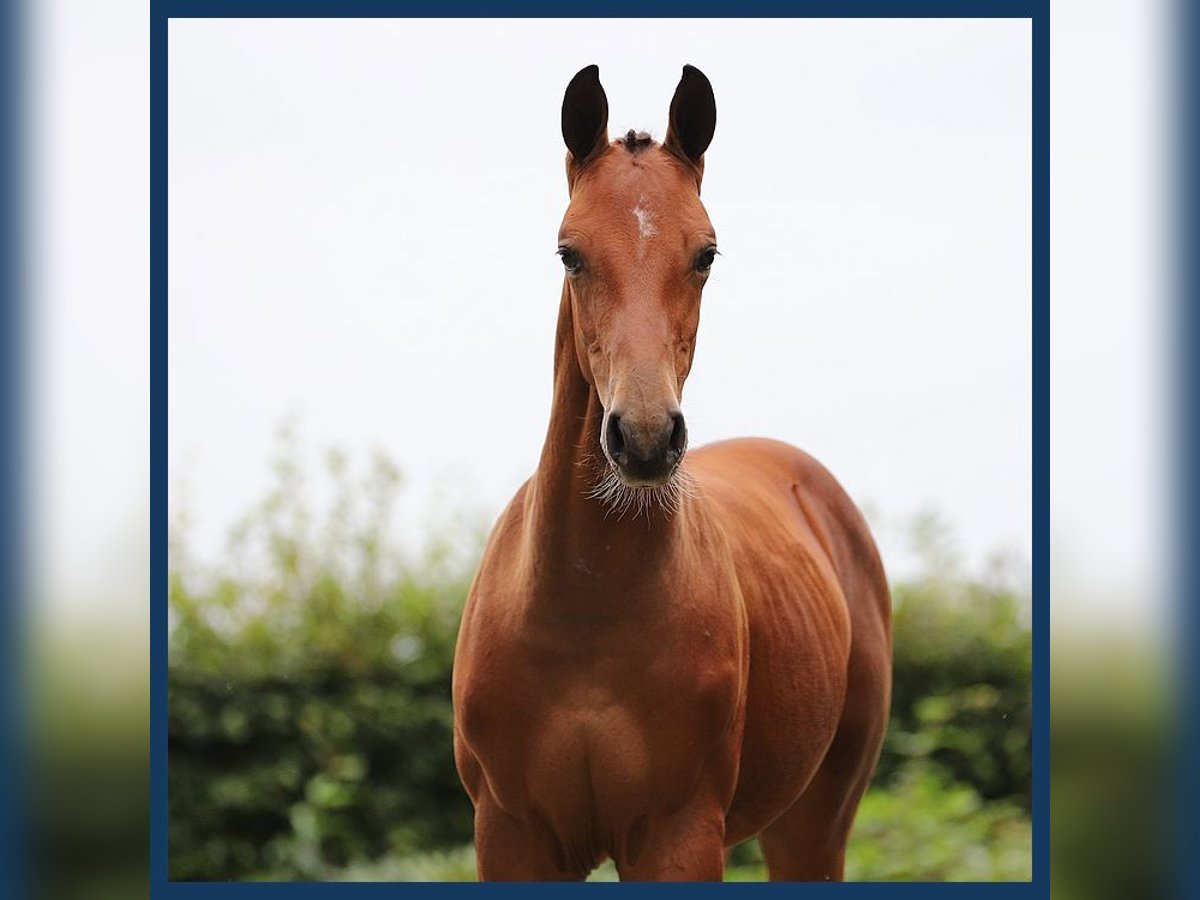 Anglo-europeisk stambok Hingst Föl (01/2024) Brun in Gieten