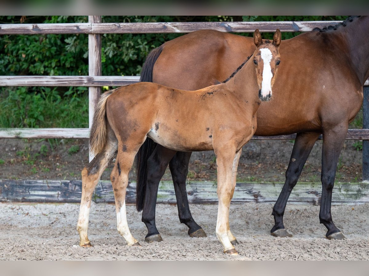 Anglo-europeisk stambok Hingst Föl (01/2024) Brun in GROTE-BROGEL