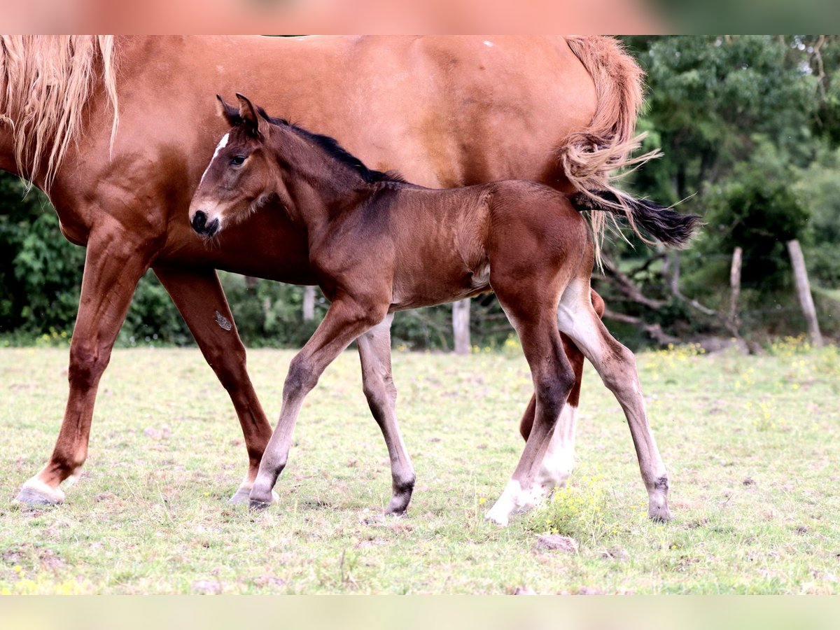 Anglo-europeisk stambok Hingst Föl (05/2024) Mörkbrun in Bouée