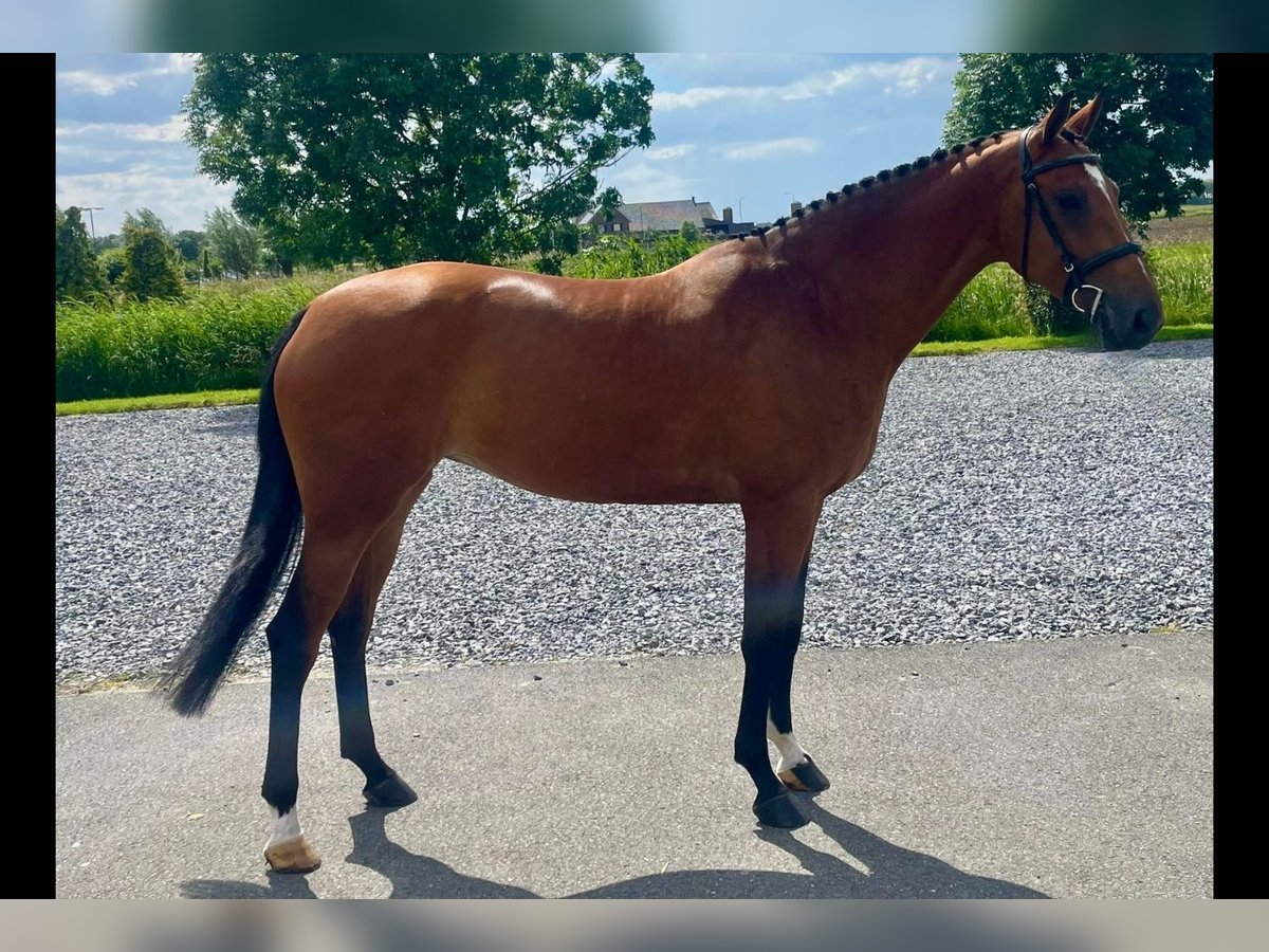 Anglo-europeisk stambok Sto 6 år 166 cm Brun in Bladel