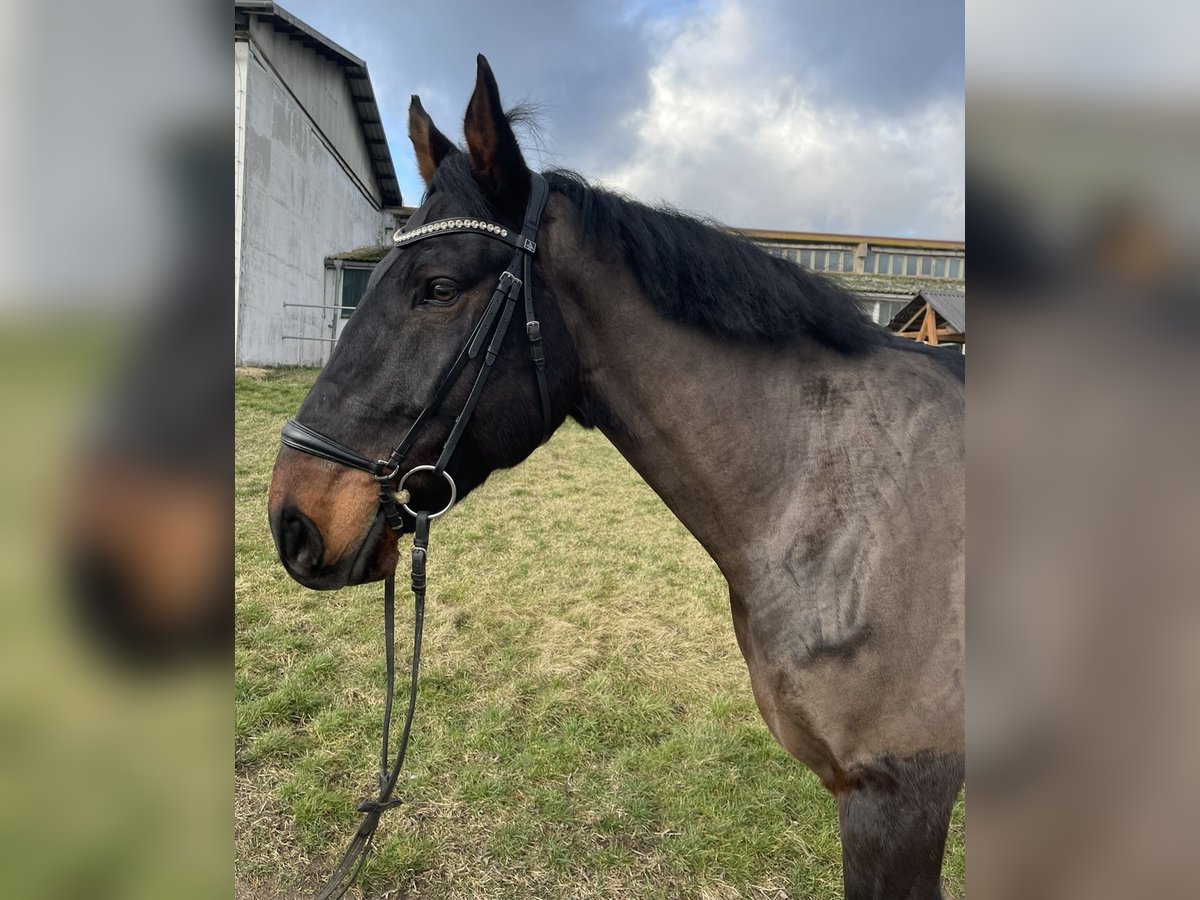 Anglo-europeisk stambok Valack 10 år 172 cm Mörkbrun in Weißensee