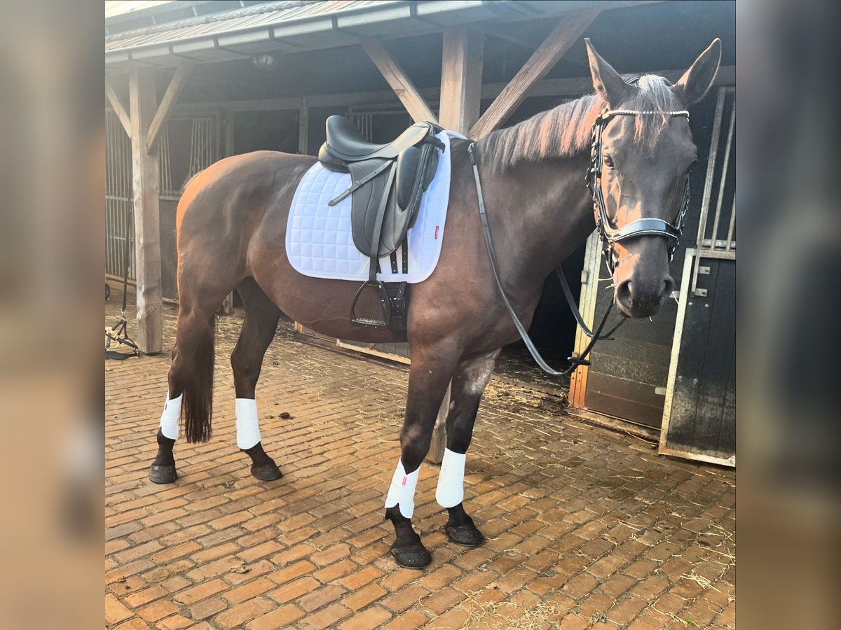 Anglo-europeisk stambok Valack 5 år 161 cm Svart in St. Willebrord