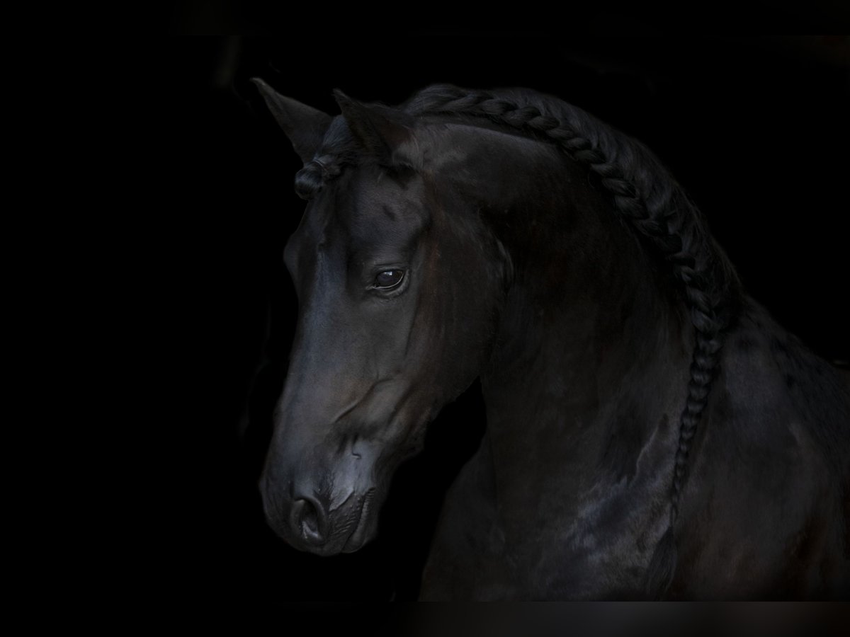 Anglo-europeisk stambok Valack 8 år 162 cm Svart in Tilburg