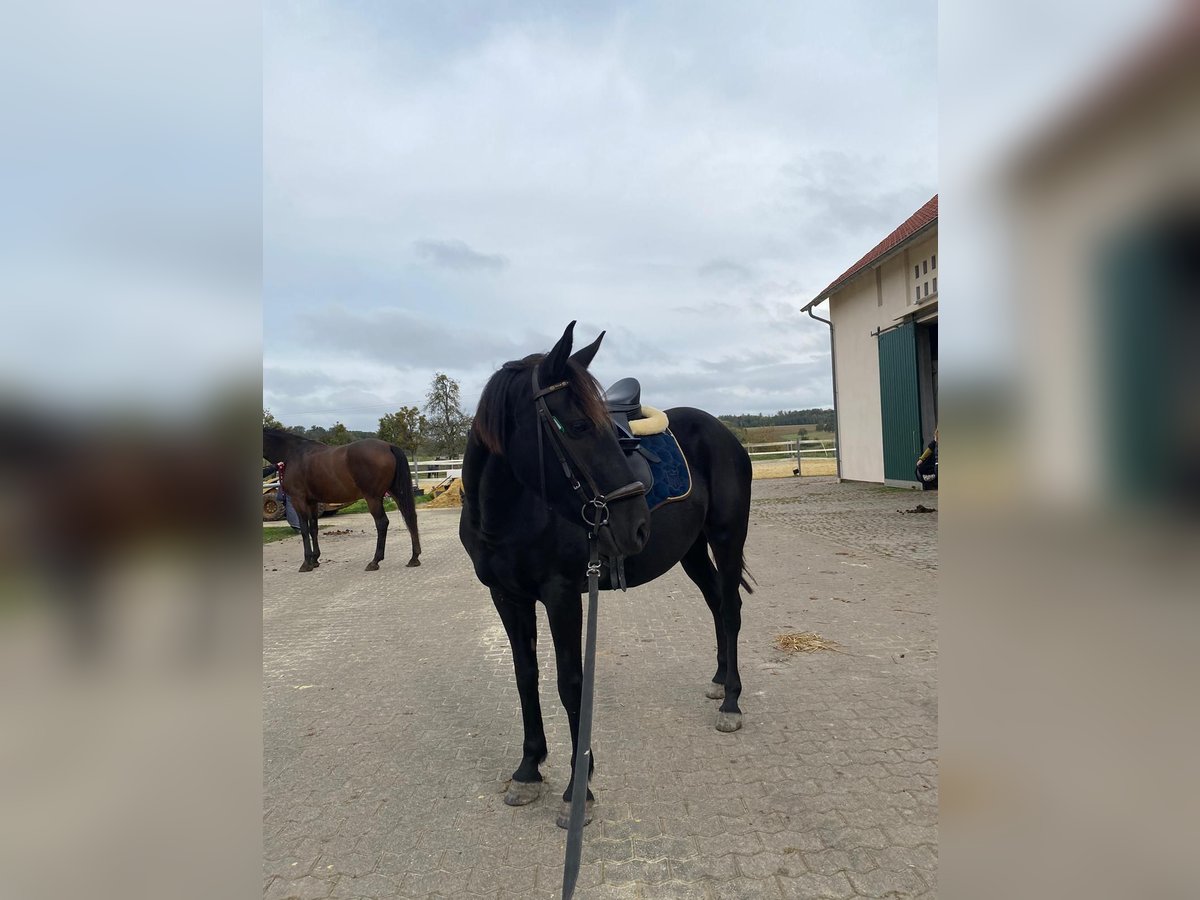 Anglo-Karachai Sto 5 år 144 cm Svart in Rehlingen-Siersburg